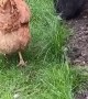 Chicken Chases Playful Kitten