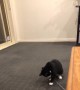 Silly Kitty Bounces Around Bug