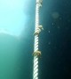 Black Sea Seahorses Wrap Around Rope