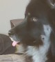 Goofy Husky Sticks His Tongue Out