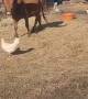 Momma Watusi Cow Calls Guinea Fowl For Baby Cow Security