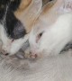 Cats Suckle from Unusual Source