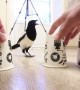 Shell Game is No Match for Clever Magpie