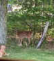 Deer and Golden Retriever Develop a Friendship