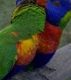 Pair of Lovely Lorikeets Preening