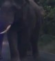 Elephants Teasing Each Other While Walking Down Road