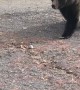 Bear Uses Yellowstone Boardwalk to Cross