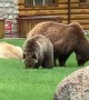 Grizzly Family Grazes on Grass