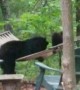 Bear Family Has Fun in Hammock