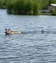 Momma Moose Swims Across Lake With Calf