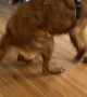 Energetic Golden Spins in Excitement After Walk