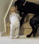 Protective Pup Keeps Kid From Climbing