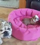 Bulldog Mom Preciously Entertains Tiny Puppy