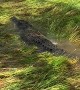 Stealthy Saltwater Crocodile Hidden in Plain Sight