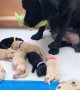 Lab mommy shares favorite toy with her puppies 