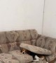 Cute Dog Climbs Out of Couch