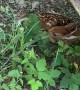 Pre Start Walk Around Uncovers Sleeping Deer Fawn
