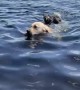 Wally Retrieves Unlikely Water Pal