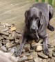 Weimaraner Wants to Bring Frog Inside