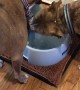 Drinking Doggies Take Turns at the Water Bowl
