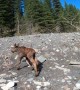 Kayakers Rescue Distressed Moose Calf From Glacial River