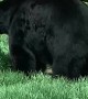 Smart Bear Scratches Itch