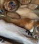 Deeply Sleeping Puppy Enjoys Energetic Dream