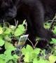 Black Cat Basking in Greenhouse Catnip