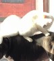 Cute Cat Stands on Staffordshire Bull Terrier's Back
