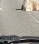 Llama Doesn't Want to Move off the Road
