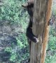 Rescuing a Bear Stuck on a Power Pole