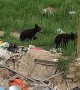 Groups of Bears Gather at Trash Dump