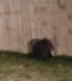 Three Tiny Cubs Trying to Climb Fence Back to Mama