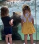 Kids Enjoy Amazing View of Bears Playing in the Pool