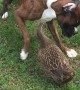 Dog and Duck Play Together Delightfully