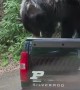 Bears Try and Break Into Locked Truck