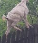Goat Stands on Fence for Snack