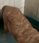 Doggy Turns Bath Into Swimming Pool