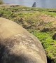 Southern Elephant Seal Snores on Sunny Day