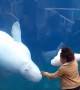 Beluga Whale Shows Excitement over Stuffed Friend