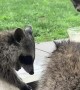 Dog Shares Dinner with Wild Raccoons