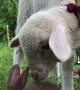 Bunny and Lamb Have Sweet Introduction