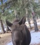 Raised Rescued Moose Still Follows Around Human Mom