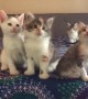 Precious Kittens Adorably Moving Their Heads In Sync