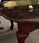 Doggy Pounces Onto Table for Paper Ball