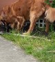 Golden Retriever Helps Dig Rose Garden