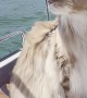 Fluffy Feline Helps Owner Navigate Boat Ride