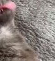 Cat Eagerly Takes Its Medicine