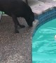 Dog Throws Doll into the Drink