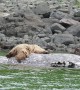 Massive Brown Bears Feast on Dead Gray Whale